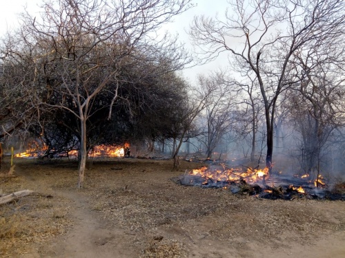 FUNDO DE PASTO | Incêndio destroi área preservada da Caatinga em Campo Alegre de Lourdes