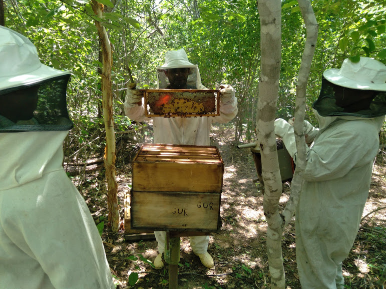 Criação de abelhas em Campo Alegre de Lourdes valoriza área recaatingada
