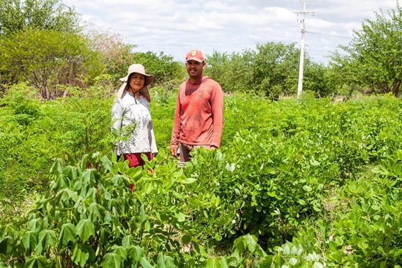 Banco de forragem agroecológico contribui para a recuperação de áreas degradadas no semiárido baiano