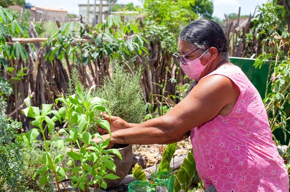 Programa de Aquisição de Alimentos (PAA) Emergencial beneficia 39 famílias agricultoras com a compra de 131 toneladas de alimentos agroecológicos ￼em Pilão Arcado (BA)